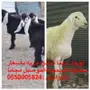 ذبايح طليان وتيوس 