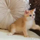 قطط سكوتش قولد