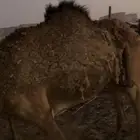 بكره قصب