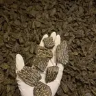 عود تايجر