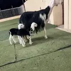 شاة كفو متوم