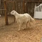 خروف حري ثني مشروط ومشروع فحل