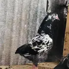 تم البيع أنثى تيدي شينا أساس منتجه