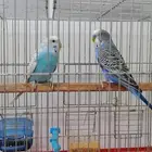 عصافير بادجي جامبو هولندي