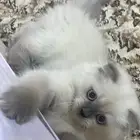 ابي قط تبني ذكر او انثى مثل هالصوره عمره 2-4 شهور في تبوك