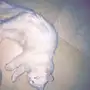 قطة انثى بيضاء 4 شهور