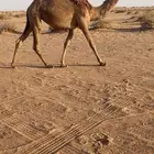 بكره شعلا حقه