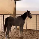 مهره عربيه