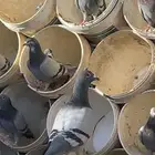 حمام زاجل للبيع