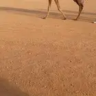 للبيع شعلا مصعد كفوو