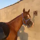 حصان شعبي