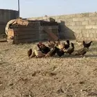 دجاج بلدي( تم البيع )