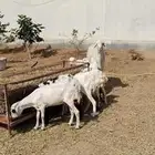 غنم رفيدي للبيع دفيع