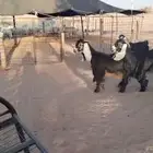 ماعز