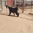 ماعز