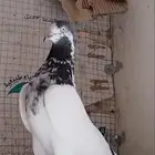 اساسات للبيع