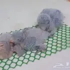 فروخ ببغاء كويكر الراهب