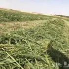 للبيع علف بلوبنك طيب من القصيم