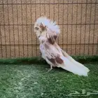 ذكر جاكوبين سبلاش مستوى فخم