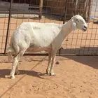 حريه دافع