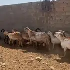 ضان سواكن درماني دفيع شرط