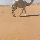 للبيع خمس ضرايب مفرود حشوانه منها