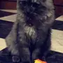 قط شيرازي 