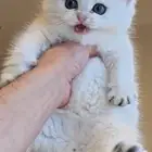 كيتن سكوتش ستريت مستوى اسطوري