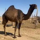 صفرا ضريبه كفو