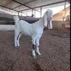 جفره عمر 8 شهور
