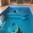 مسبح للايجار يومي وبالساعة