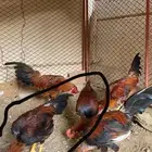 دجاج بلدي اصلي اب عن جد