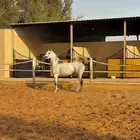 فرس شعبيه فاخره جدا