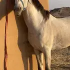 خيل شعبي شيخ