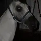 خيل شعبي