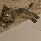 قطوه لتبني شيرازي