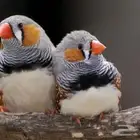 مطلوب زيبرا 10 ازواج