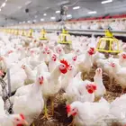 اختصاصي تربية دواجن لاحم