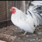 دجاج جبنيز مستوى حلو