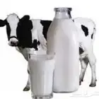 حليب