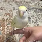 للبيع طير روز لون مميز