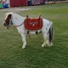 بوني خيل صغير ايجار