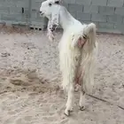معزاء مطورات بيض