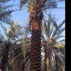 نقوم بجميع اعمال انخيل من تكريب وتحويض وتشويك وتلقيح وصرام.