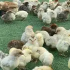 فروخ دجاج للبيع