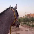 حصان شعبي شيخ