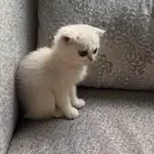سكوتش فولد بيور 100