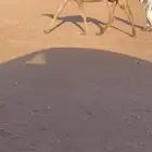 للبيع لقحة شعلا لها ف القاح7 شهور