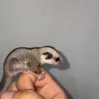 فرخ شوقر قلايدر