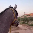 حصان شعبي شيخ للبيع